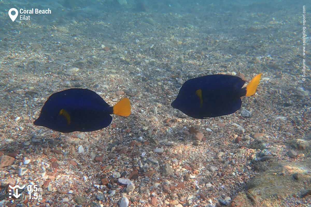 Yellowtail surgeonfish in Eilat