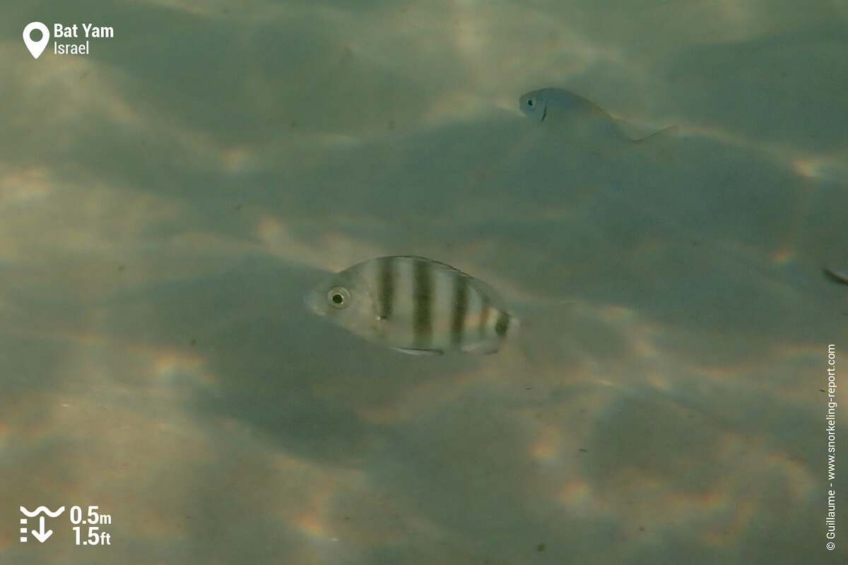 Zebra seabream in Bat Yam