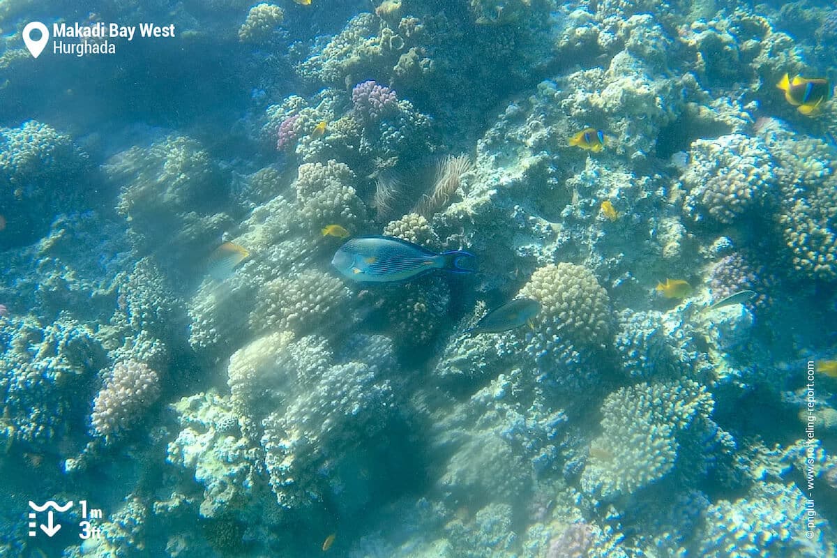 Zebra surgeonfish and anemonefish at Makadi Bay