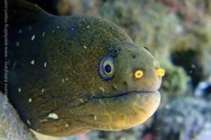 Speckled moray