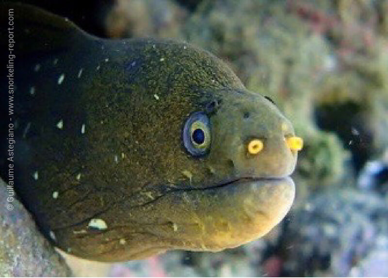 Speckled moray