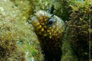 Jewel moray