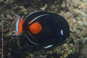 Achilles tang