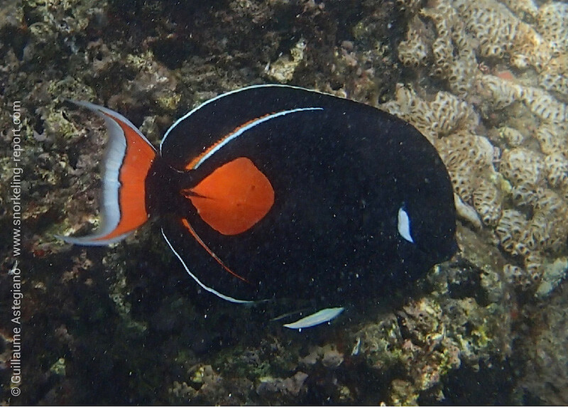 Poisson-chirurgien d'Achille