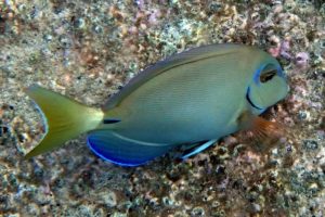 Acanthurus tractus