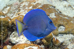 Atlantic blue tang