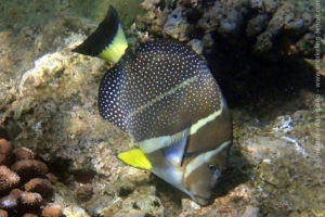 Whitespotted surgeonfish