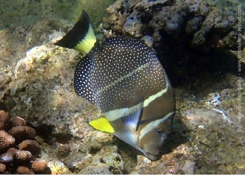 Whitespotted surgeonfish