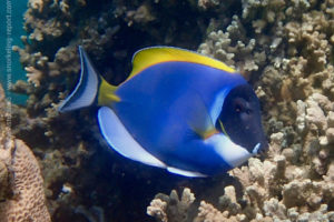 Poisson-chirurgien à poitrine blanche