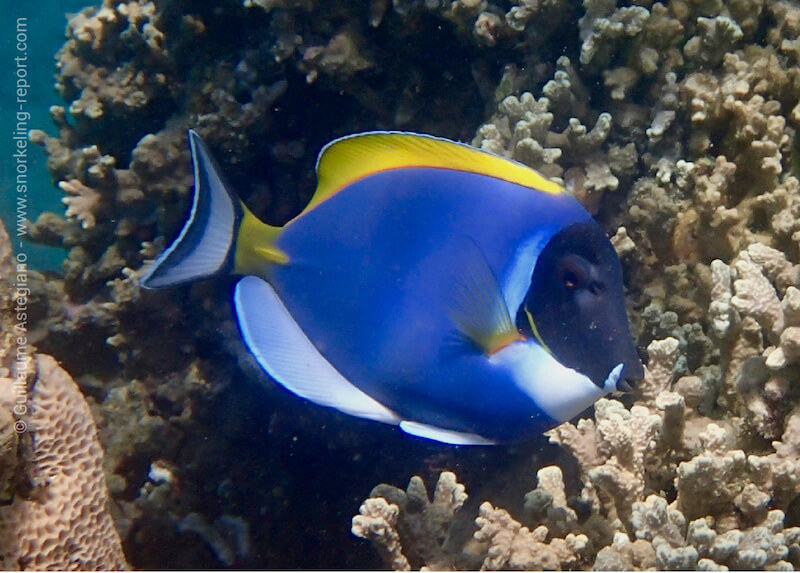 Powder Blue Tang - Africa - Tangs - Saltwater Fish