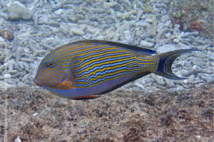 Lined surgeonfish