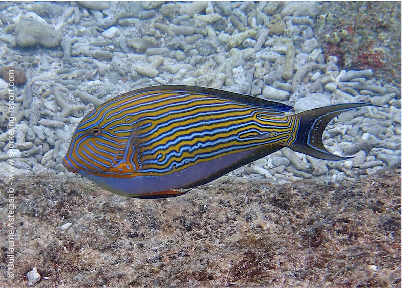 Lined surgeonfish