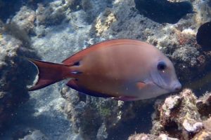 Acanthurus nigrofuscus