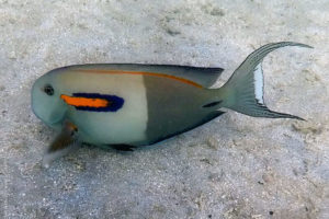 Acanthurus olivaceus