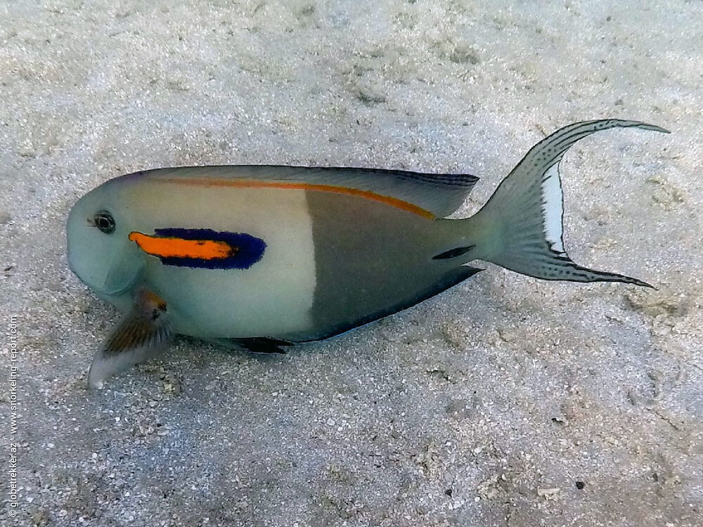 Acanthurus olivaceus