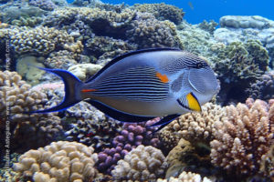 Sohal surgeonfish