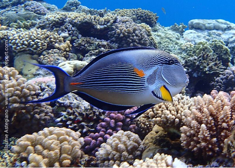 Sohal surgeonfish