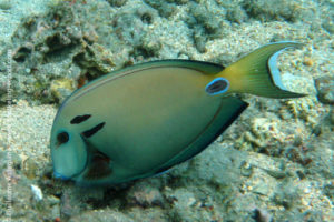 Doubleband surgeonfish