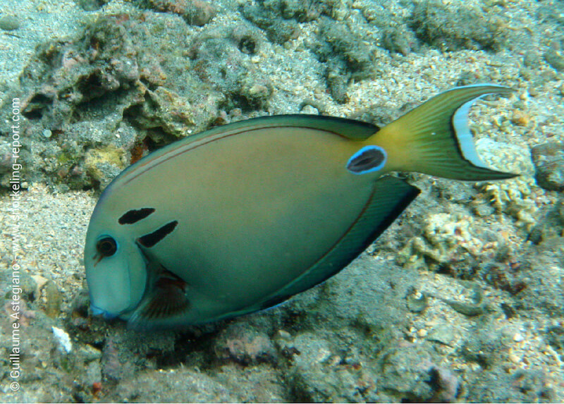 Doubleband surgeonfish