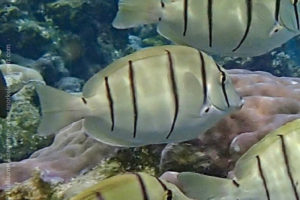 Convict surgeonfish