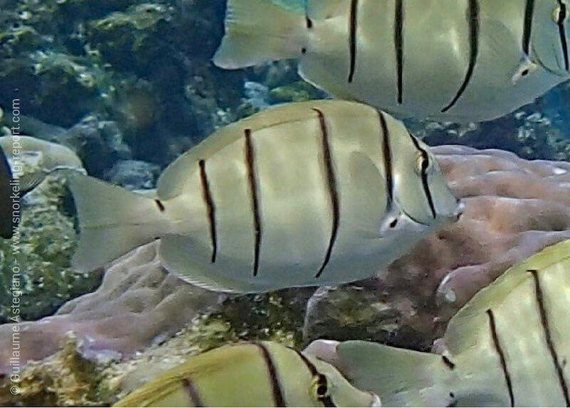 Convict surgeonfish