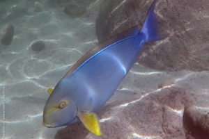 Acanthurus xanthopterus