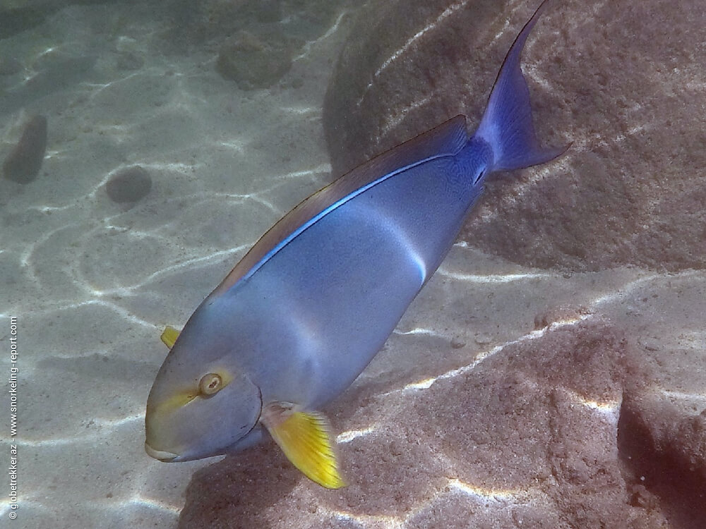 Acanthurus xanthopterus