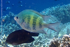 Staghorn damselfish