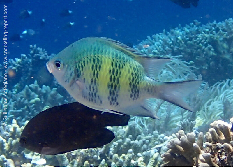 Staghorn damselfish