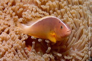 Skunk clownfish