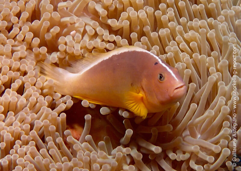 Skunk clownfish