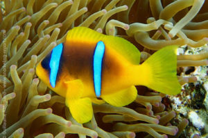 Red Sea clownfish