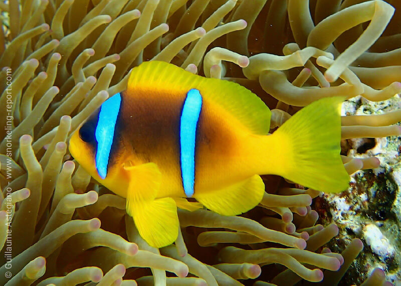 Red Sea clownfish