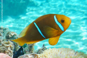 Poisson-clown à nageoires orange