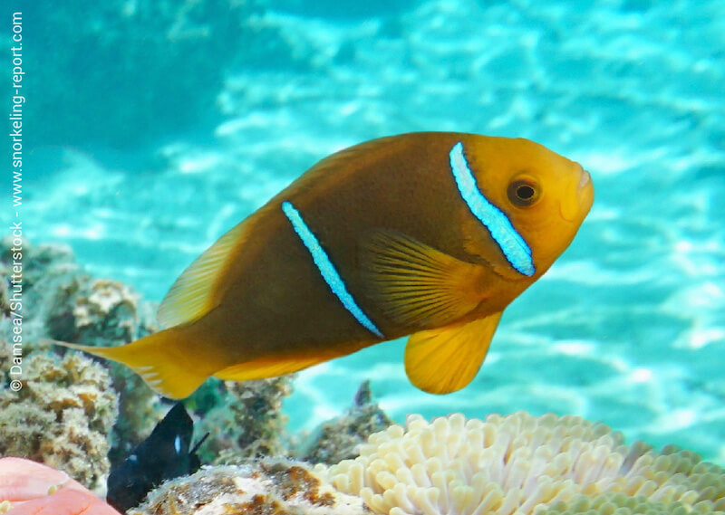 Orangefin anemonefish