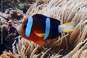 Clark anemonefish