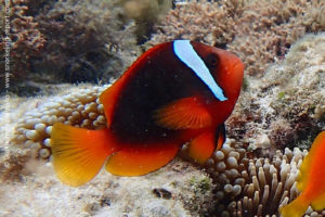 Tomato clownfish