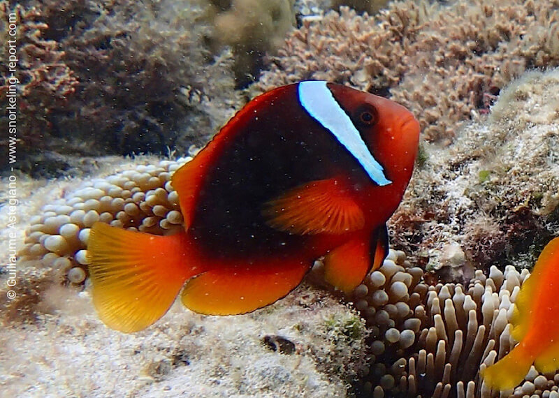 Tomato clownfish