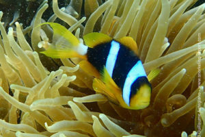 Poisson-clown de Madagascar