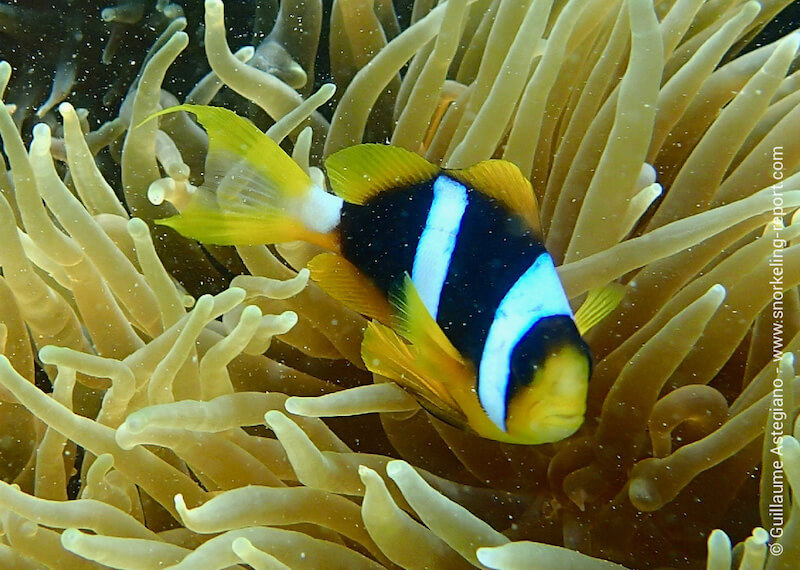 Madagascar clownfish