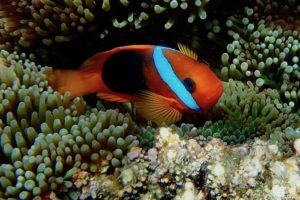 Amphiprion melanopus