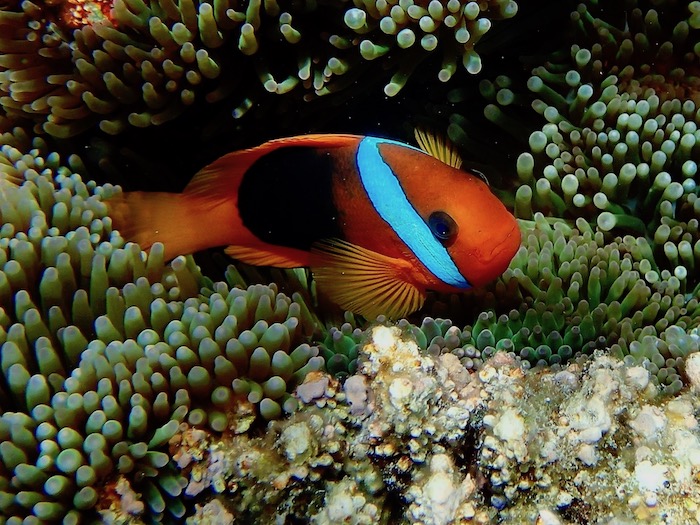 Amphiprion melanopus