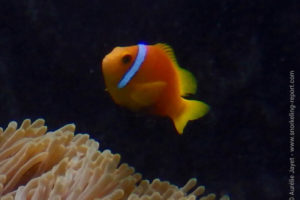 Maldive anemonefish