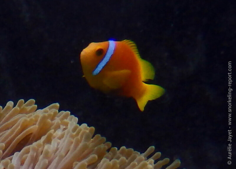 Poisson-clown des Maldives