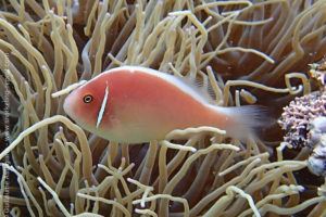 Pink skunk clownfish