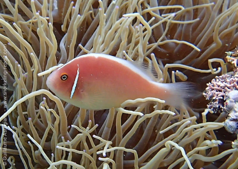 Pink skunk clownfish