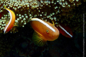 Orange skunk clownfish