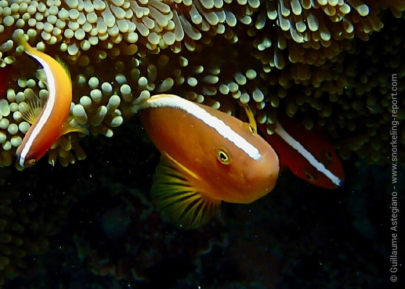 Poisson-clown à bande dorsale