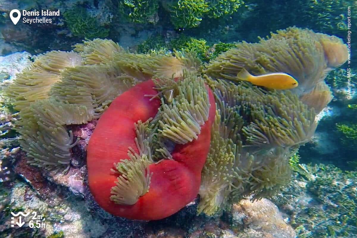 Skunk anemonefish in Denis Island