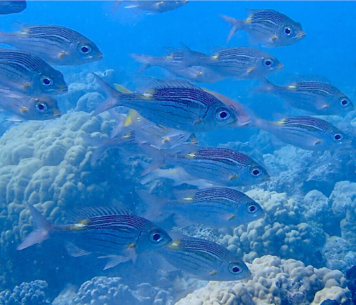 L’Aquarium de Rangiroa